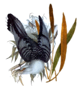 cuckoo bird in natural habitat (15409 bytes)