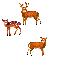 deer2.gif (10139 bytes)