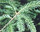 Balsam Sample (4240 bytes)