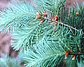 Douglas Fir Sample (3793 bytes)