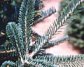 Frasier Fir Sample (3660 bytes)