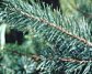 Scotch Pine Sample (3832 bytes)