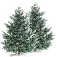 Pine trees (25299 bytes)