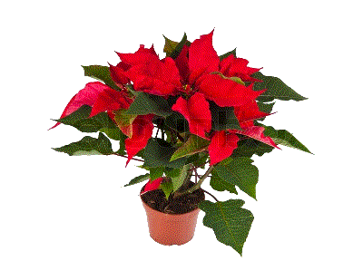 Poinsettia Plant (14838 bytes)