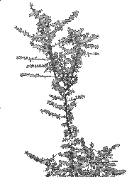 Thorn bush (9804 bytes)